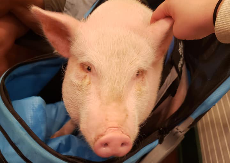 Carousel Slide 4: Pig Veterinary Care, Elkton